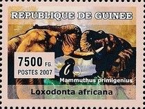 Elephants
