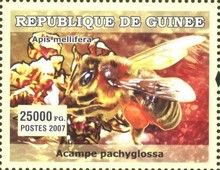 Acampe pachyglossa + Apis mellifera