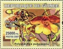 Polystachya pubescens + Apis mellifera