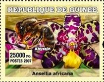Ansellia africana + Apis mellifera