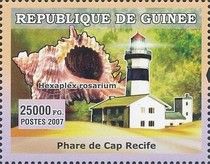 Cape Recife Lighthouse + Hexaplex rosarium