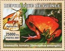 Tomato frogs (Dyscophus antongilii)