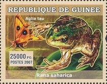 Sahara frog (Pelophylax saharicus)