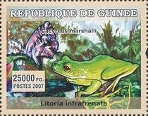 White-Lipped tree frog (Litoria infrafrenata)