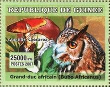Bubo africanus + Amanita caesarea