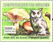 Ptilopsis granti + Lactarius deliciosus
