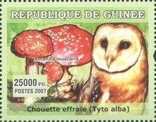 Tyto alba + Amanita muscaria