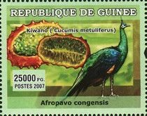 Afropavo congensis + Cucumis metuliferus