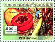 Pavo muticus + Carica papaya