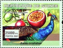 Pavo cristatus + Passion fruit (Passiflora edulis)