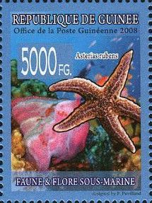 Common Starfish (Asterias rubens)
