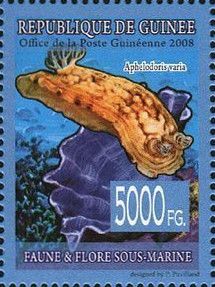 Aphelodoris varia