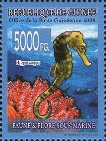 Seahorse (Hippocampus)
