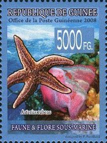 Common Starfish (Asterias rubens)