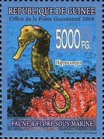 Seahorse (Hippocampus)