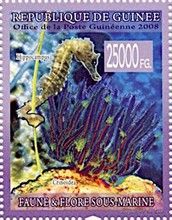 Hippocampus and Crinoidea