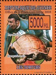 Bryan Habana and Homopus femoralis