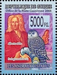 Albertus Seba and Sceloglaux albifacies