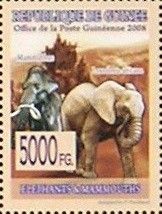 African Elephant (Loxodonta africana)