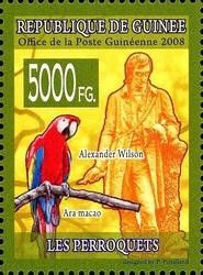 Scarlet Macaw (Ara macao), Alexander Wilson