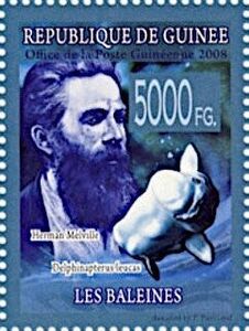 Herman Melville, Beluga (Delphinapterus leucas)