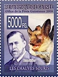 Bram Stoker, Maghreb Myotis (Myotis punicus)