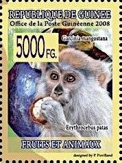 Patas Monkey (Erythrocebus patas), Mangosteen