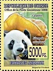 Carambole (Averrhoa carambola) and Great Panda