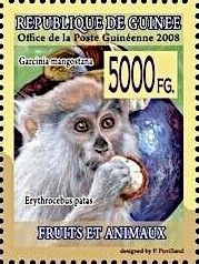 Patas Monkey (Erythrocebus patas), Mangosteen