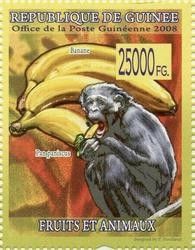 Chimpanzee (Pan paniscus) and Banana