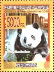 Giant Panda (Ailuropoda melanoleuca)