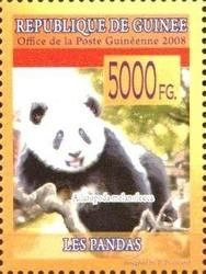 Giant Panda (Ailuropoda melanoleuca)