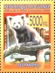 Red Panda (Ailurus fulgens)
