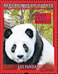 Giant Panda (Ailuropoda melanoleuca)