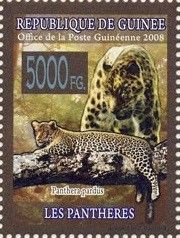 Leopard (Panthera pardus)
