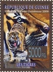 Tiger (Panthera tigris)