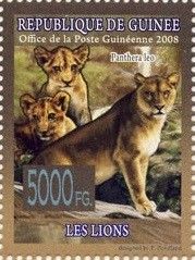 Lion (Panthera leo)