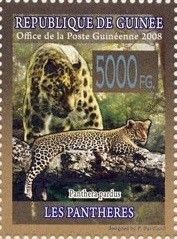 Leopard (Panthera pardus)