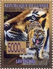 Tiger (Panthera tigris)