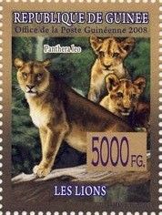 Lion (Panthera leo)
