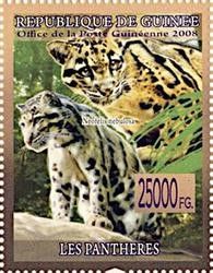 Clouded Leopard (Neofelis nebulosa)