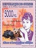 Yorkshire Terrier (Canis lupus familiaris), Audrey Hepburn