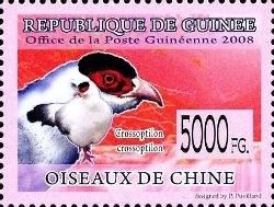 White-eared Pheasant (Crossoptilon crossoptilon)