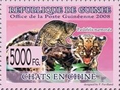 Marbled Cat (Pardofelis marmorata)