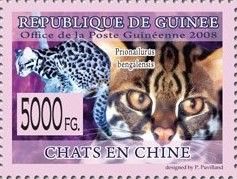 Bengal Cat (Prionailurus bengalensis)