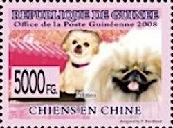 Pekinese