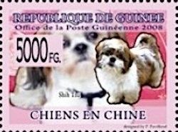 Shih Tzu