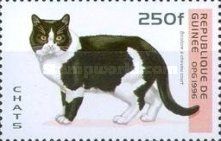 Bicoloured European Shorthair