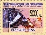 Black-bordered Charaxes (Charaxes pollux)