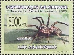 spider Araneae